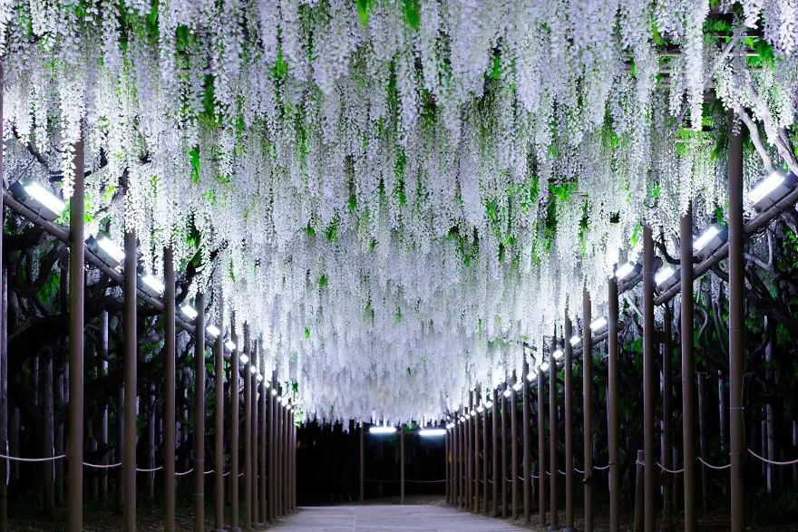 10 Photos That Illustrate How ENCHANTING Japan's Wisteria Festival Is