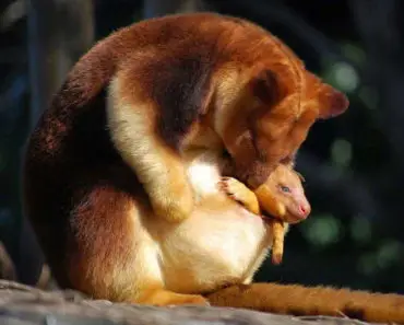 The Tree-Kangaroo Is The Cutest Animal You Will See All Week