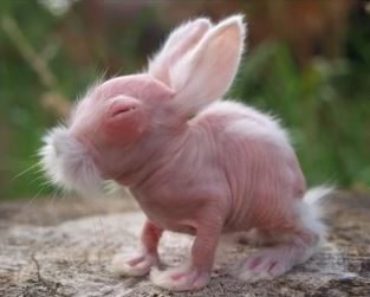 These Hairless Animals Look So Weird They Will Make Your Skin Crawl